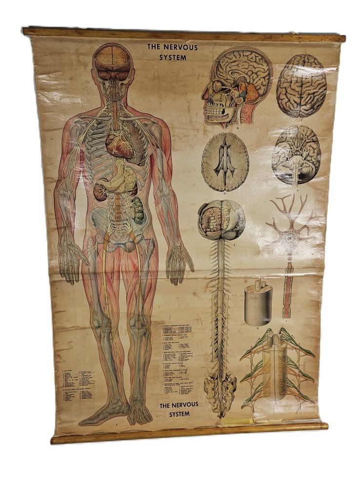 Period Rolled Nervous System Charts / Poster | FILM MEDICAL