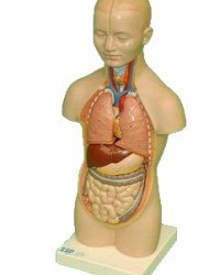 Medical and Scientific prop hire for Film and Television | FILM MEDICAL