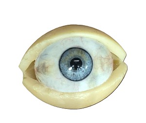 Wax Eye Model