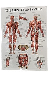 The Muscular System - The Skeletal System Poster