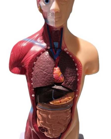 Desk Top Anatomical Model