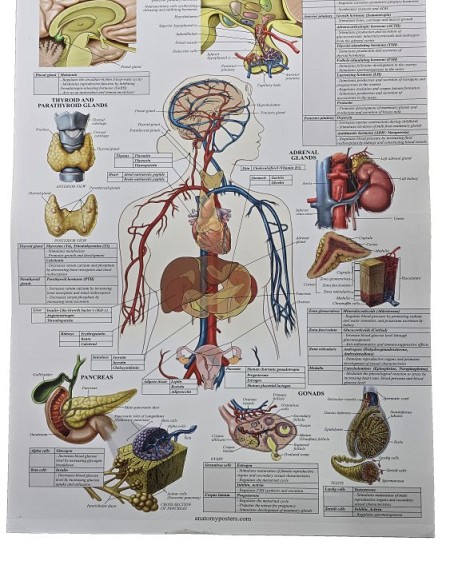 Enocrine System - Nervous System Laminated Poster