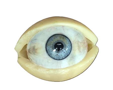 Wax Large Eye Model