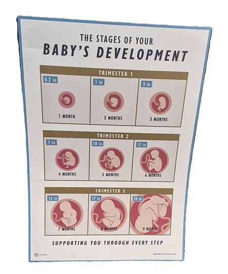 Baby Development Poster Large
