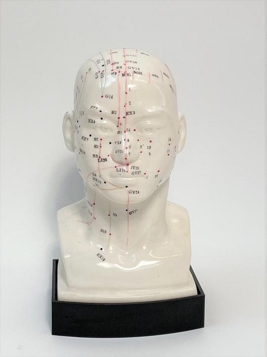 Phrenology model of head