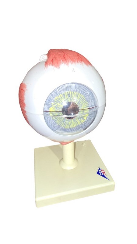 Model of human eye