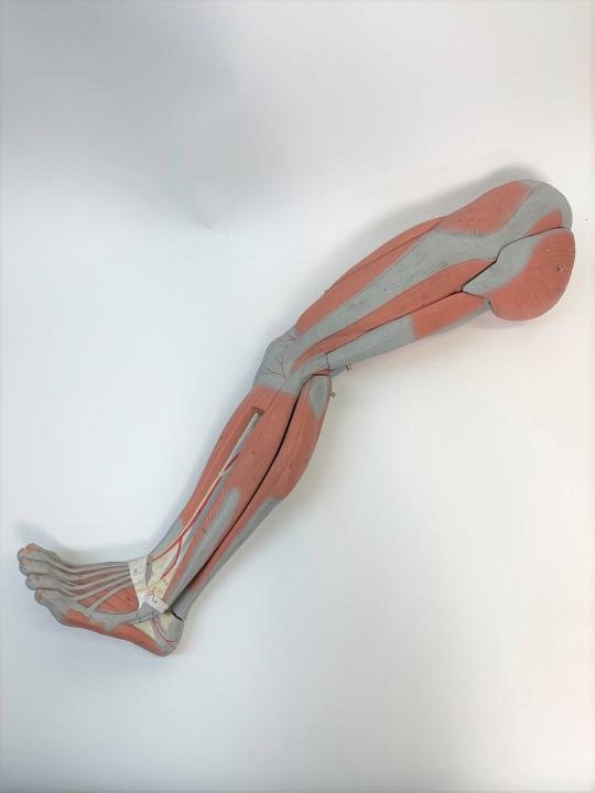 Model of leg