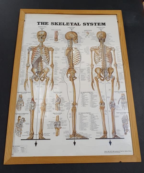 Anatomical Framed Print Skeletal System  