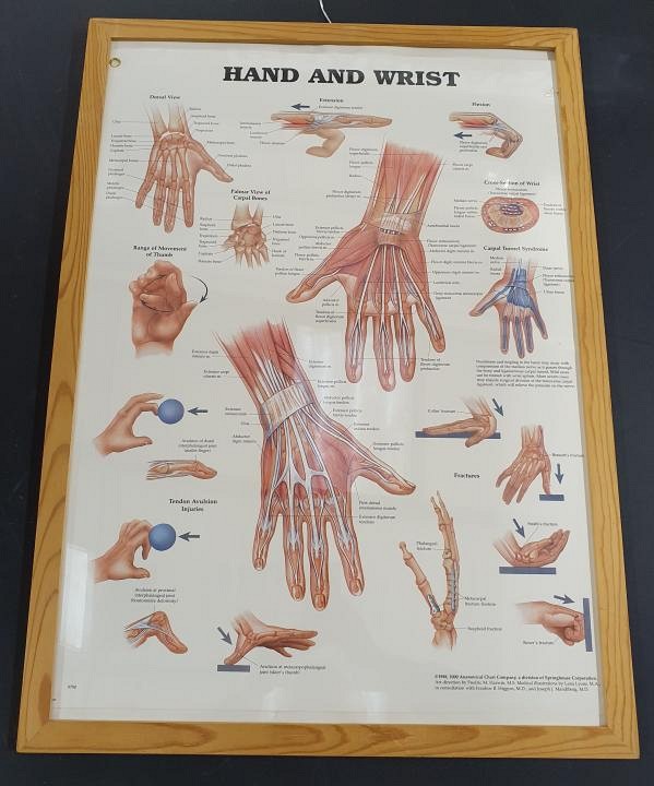 Anatomical Framed Print Hand & Wrist