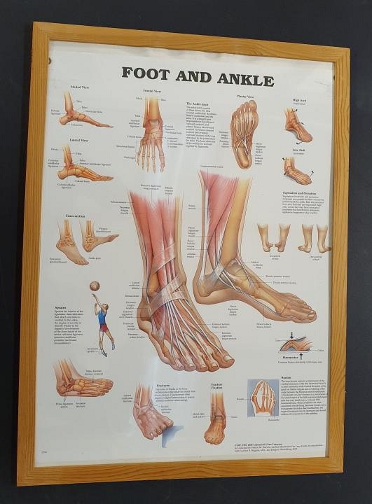 Anatomical Framed Print Foot & Ankle