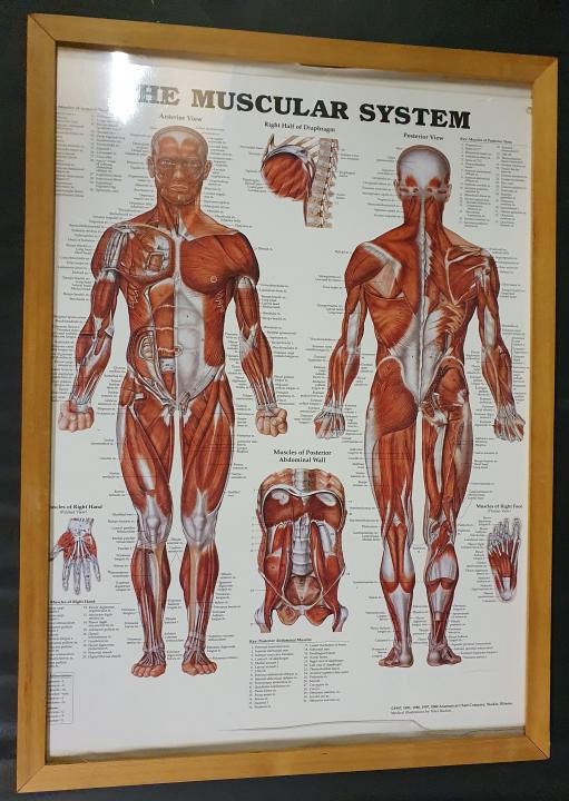 Anatomical Framed Print Muscular System 