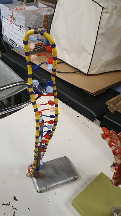 DNA model on small retort stand