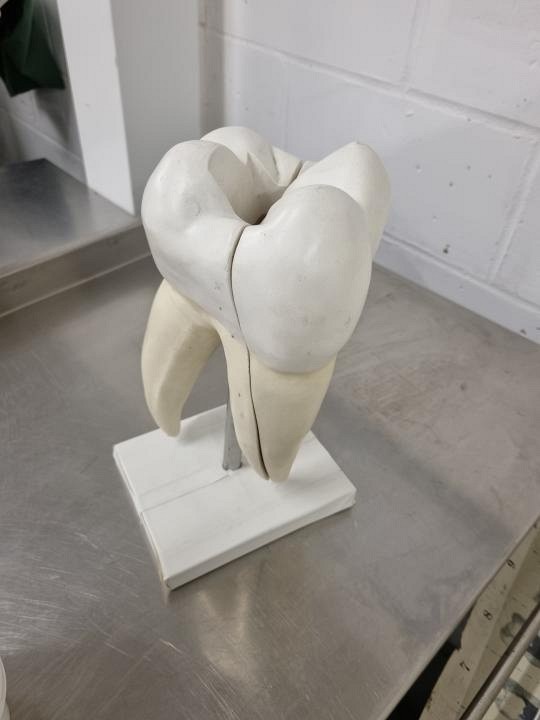 Large Tooth Model 