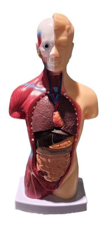 Desk Top Anatomical Model