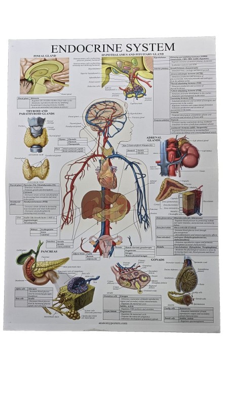 Enocrine System - Nervous System Laminated Poster