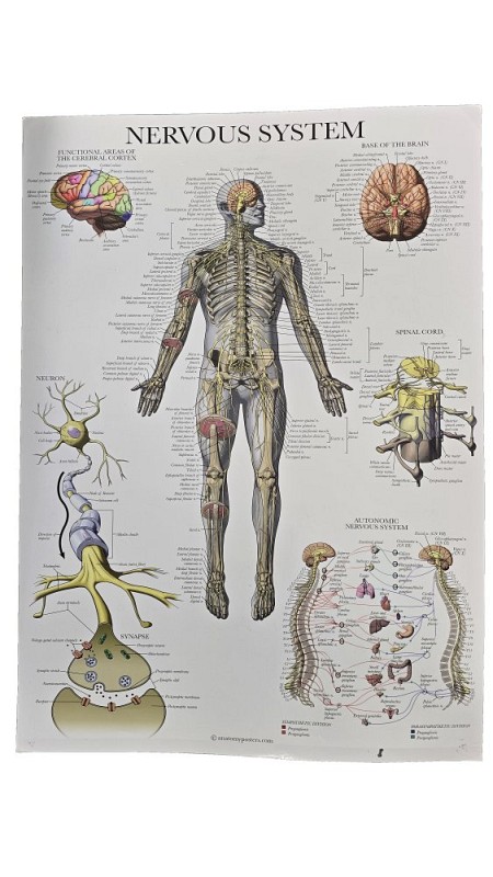 Enocrine System - Nervous System Laminated Poster