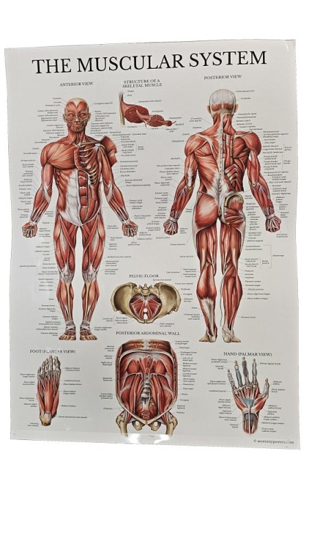 The Muscular System - The Skeletal System Poster