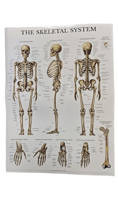 The Muscular System - The Skeletal System Poster