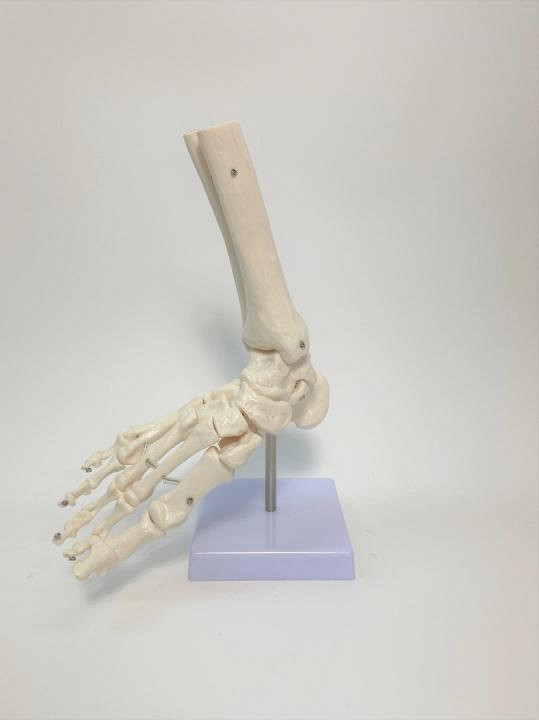 Foot and Ankle Skeletal Model