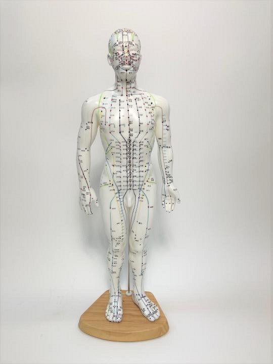 Acupuncture Model Male