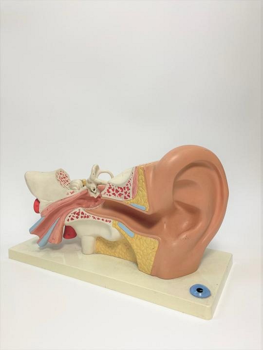 Ear Teaching Model