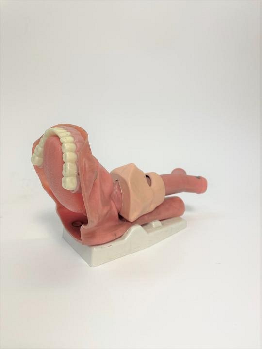 Esophagus Teaching Model