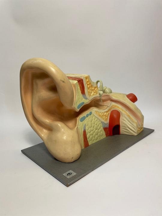 Anatomical model of ear