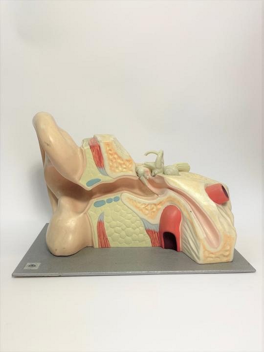 Anatomical model of ear