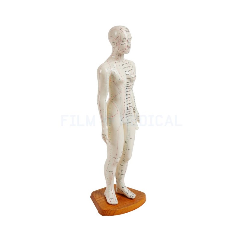 Acupuncture Model Female