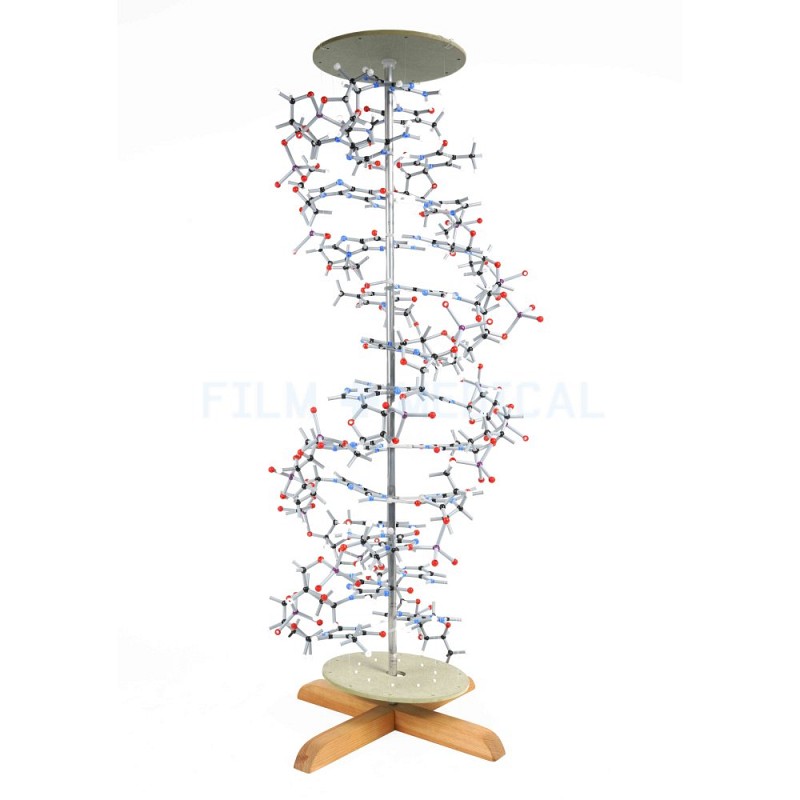 Large DNA Model On Stand