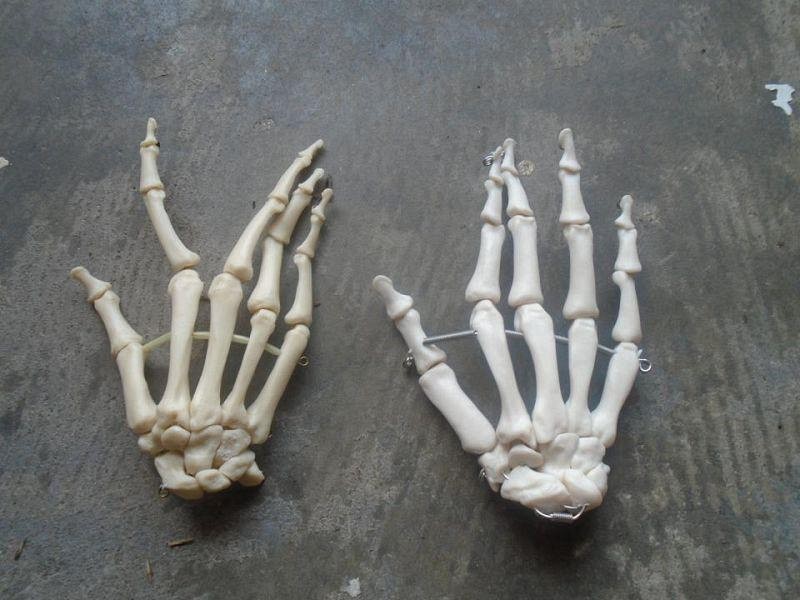Skeletal Hand (composite)