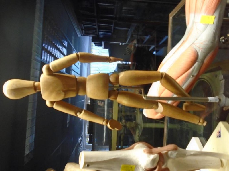 wooden body model on stand 