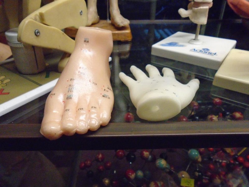 Hand and foot anatomical model