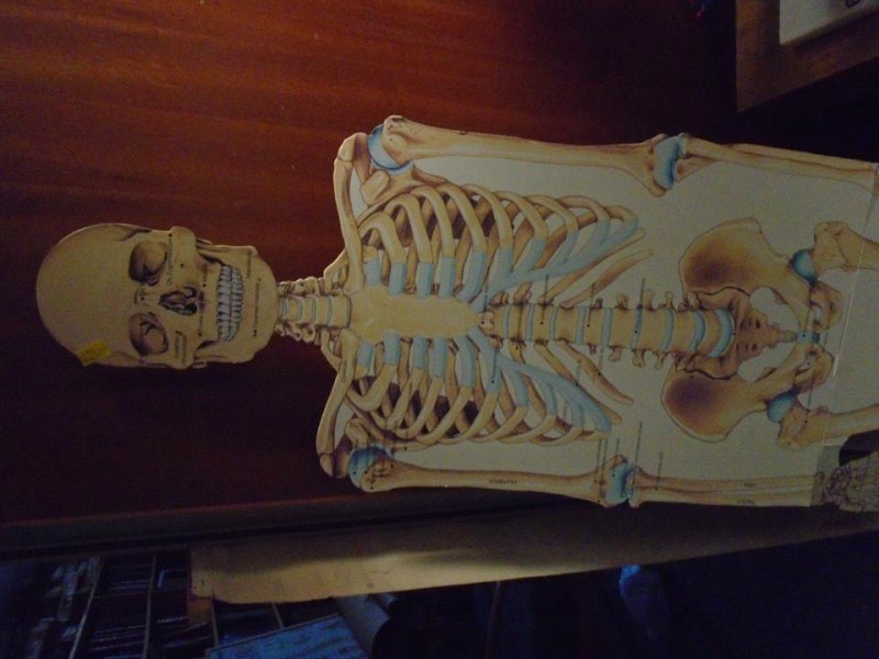 Skeleton cardboard cut out 