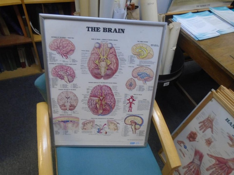 Brain poster silver framed 