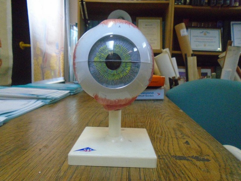 Large detailed eye model on base 