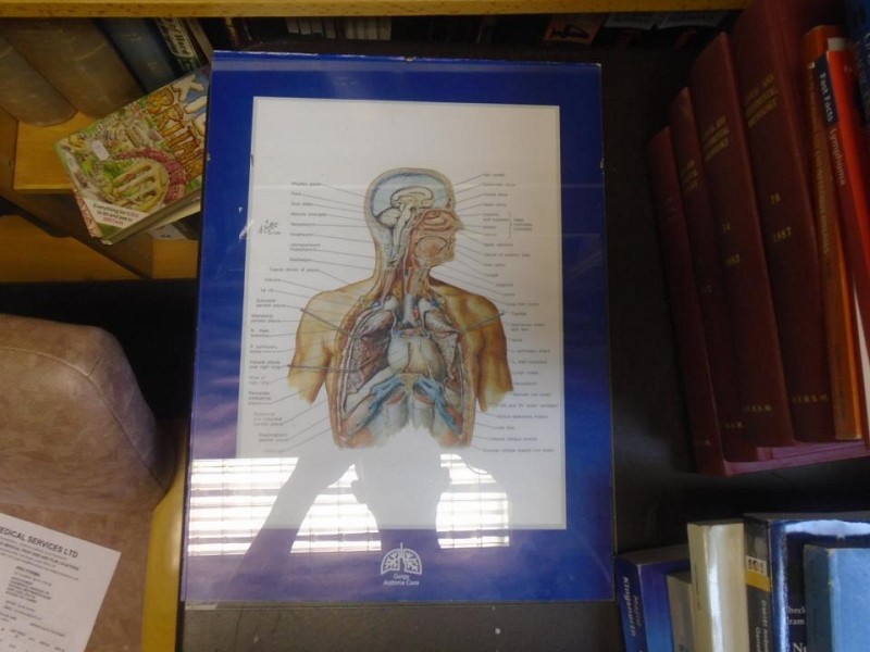 Glass framed anatomical poster 