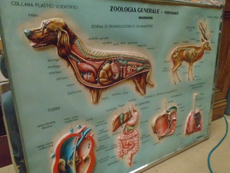 Zoological Poster