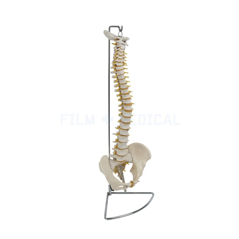 Hanging Spine Model