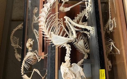 Rabbit Skeleton | FILM MEDICAL