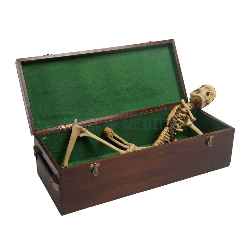 Vintage Box With Skeleton 