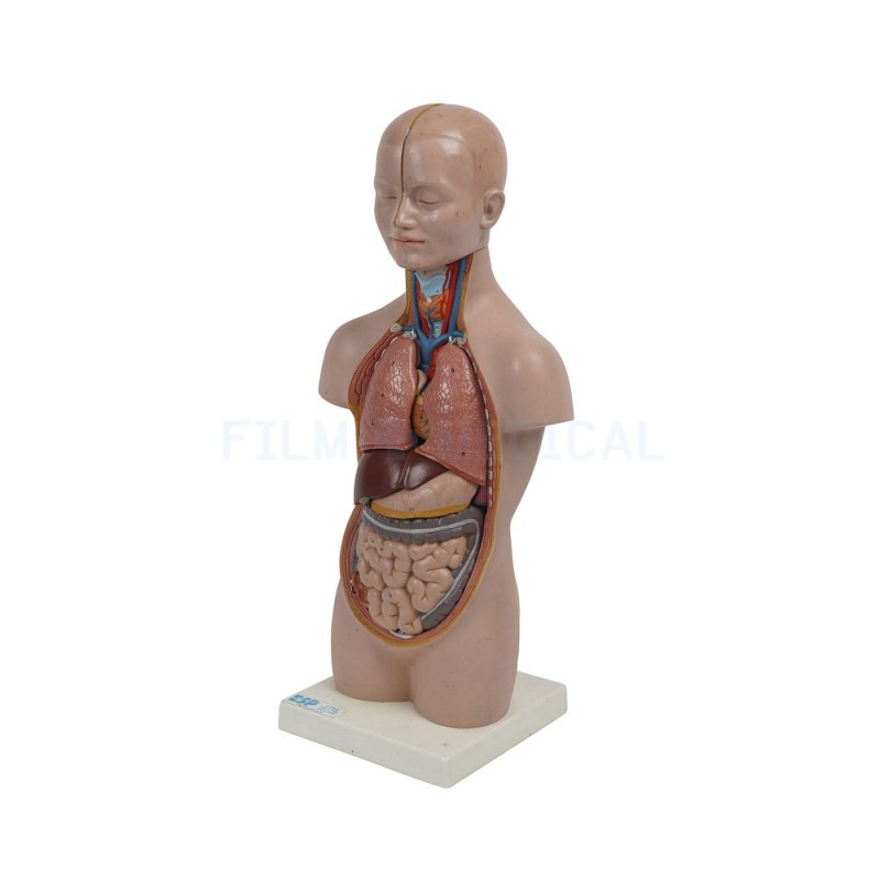 Anatomical Torso Model Small