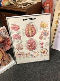 Chart of brain