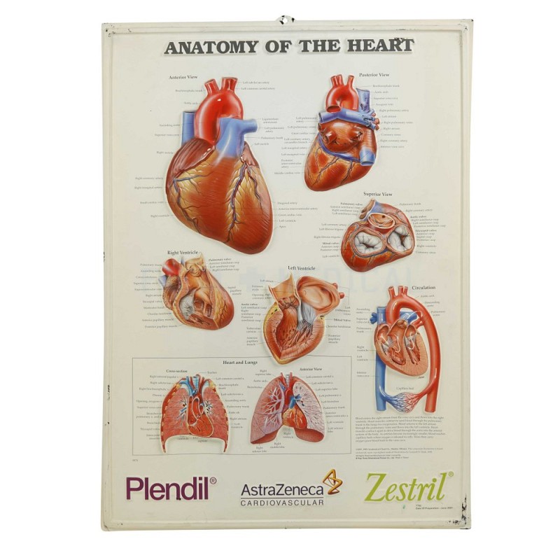 Anatomy Of the Heart Poster 3D