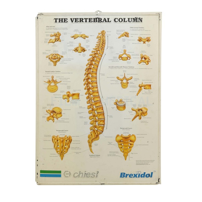 The Vertebral Column Poster 3D
