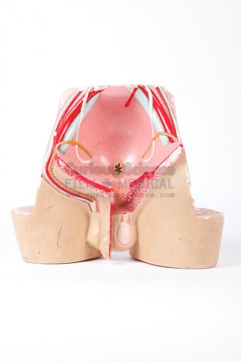 Small Male Reproductive Model