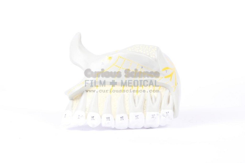Upper Tooth Model
