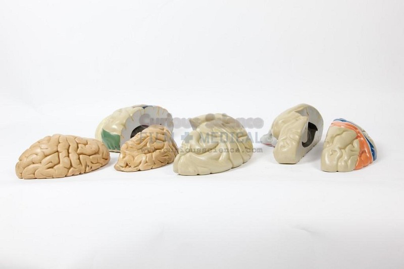 Dissected Brain Pieces