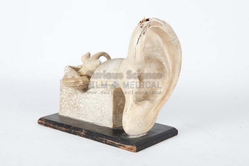 Period Ear Model