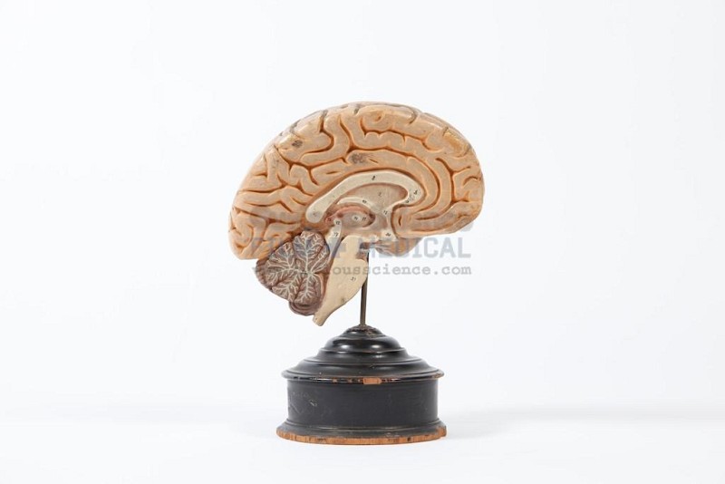 Period Brain Model on Stand